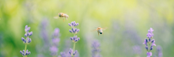 Lavendelfeld mit Bienen